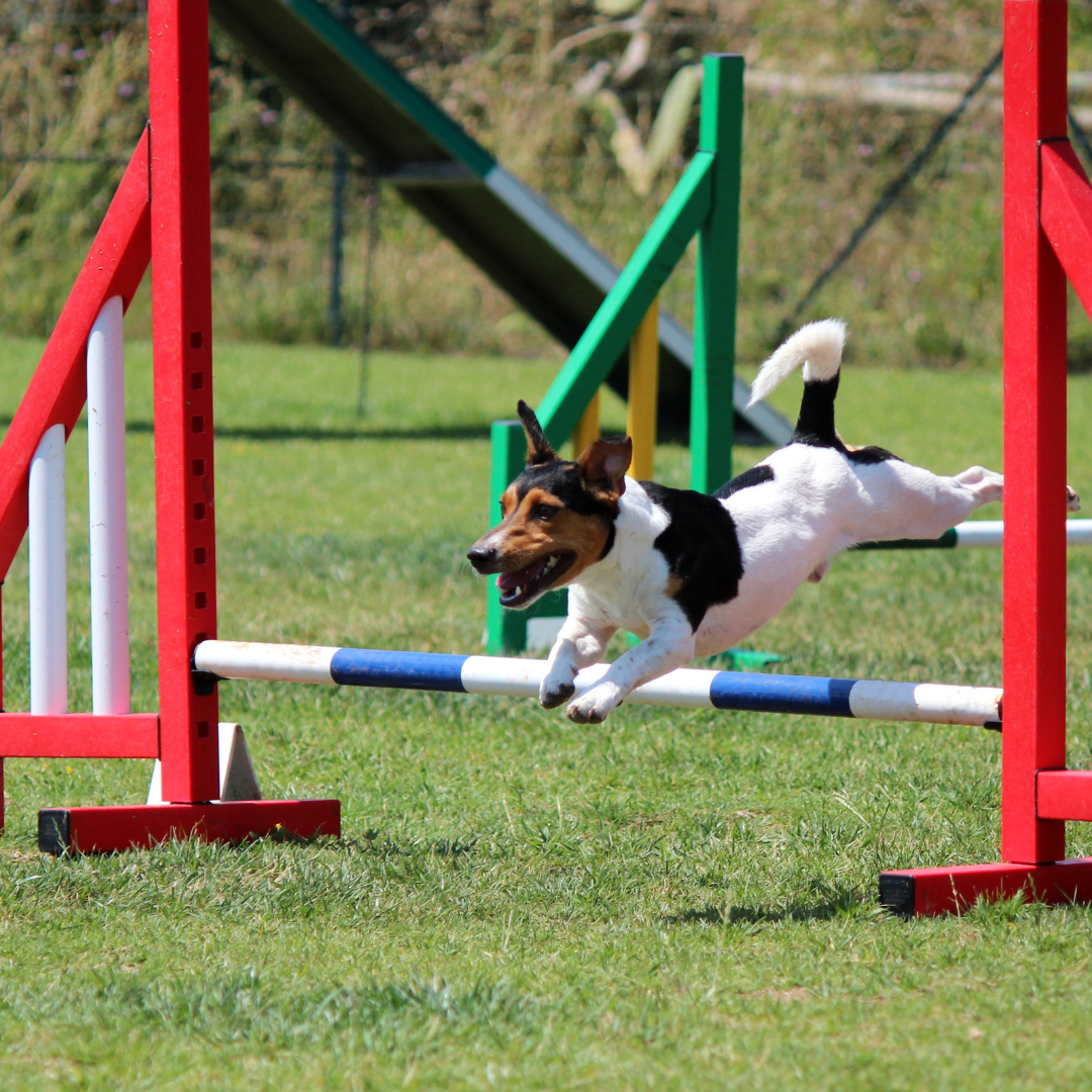 Agility Training